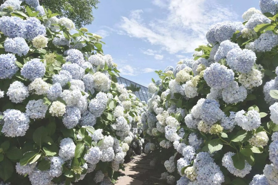 카멜리아힐 (Camellia Hill)