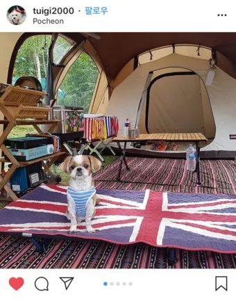 서울 마포 반려동물 캠핑장 도심 속 힐링 명소 가이드_14