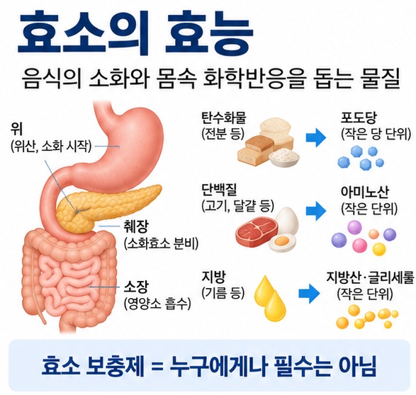 효소의 효능이라는 제목과 탄수화물 단백질 지방을 분해하는 소화효소 개념을 함께 표현한 대표 이미지