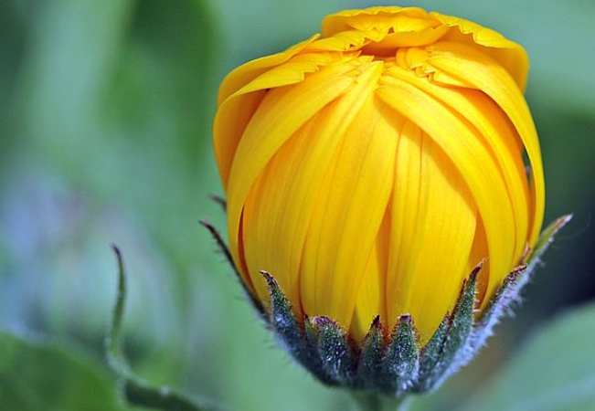 메리골드 꽃 활용법