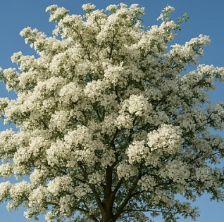 산사나무 꽃&amp;#44; 언제 피고 어떻게 생겼을까? (개화 시기&amp;#44; 꽃말)