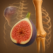 무화과의 효능