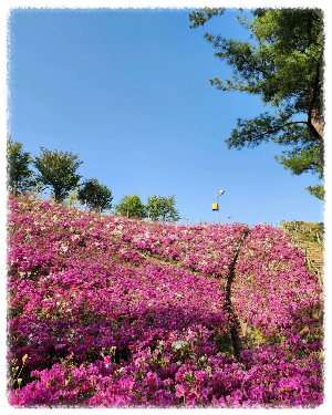 신대호수