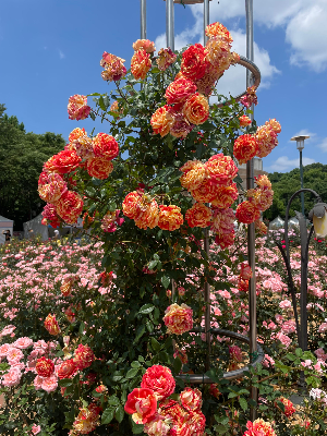 공원의 위로는 특별하지 않아서 오래 남습니다.