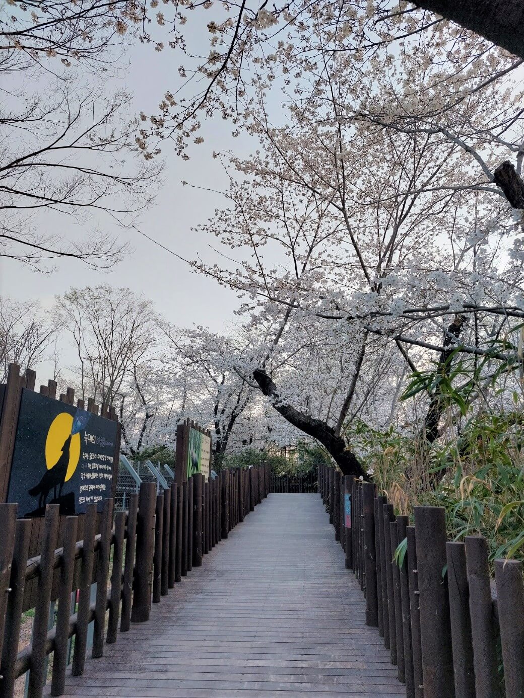 동물원 벚꽃길