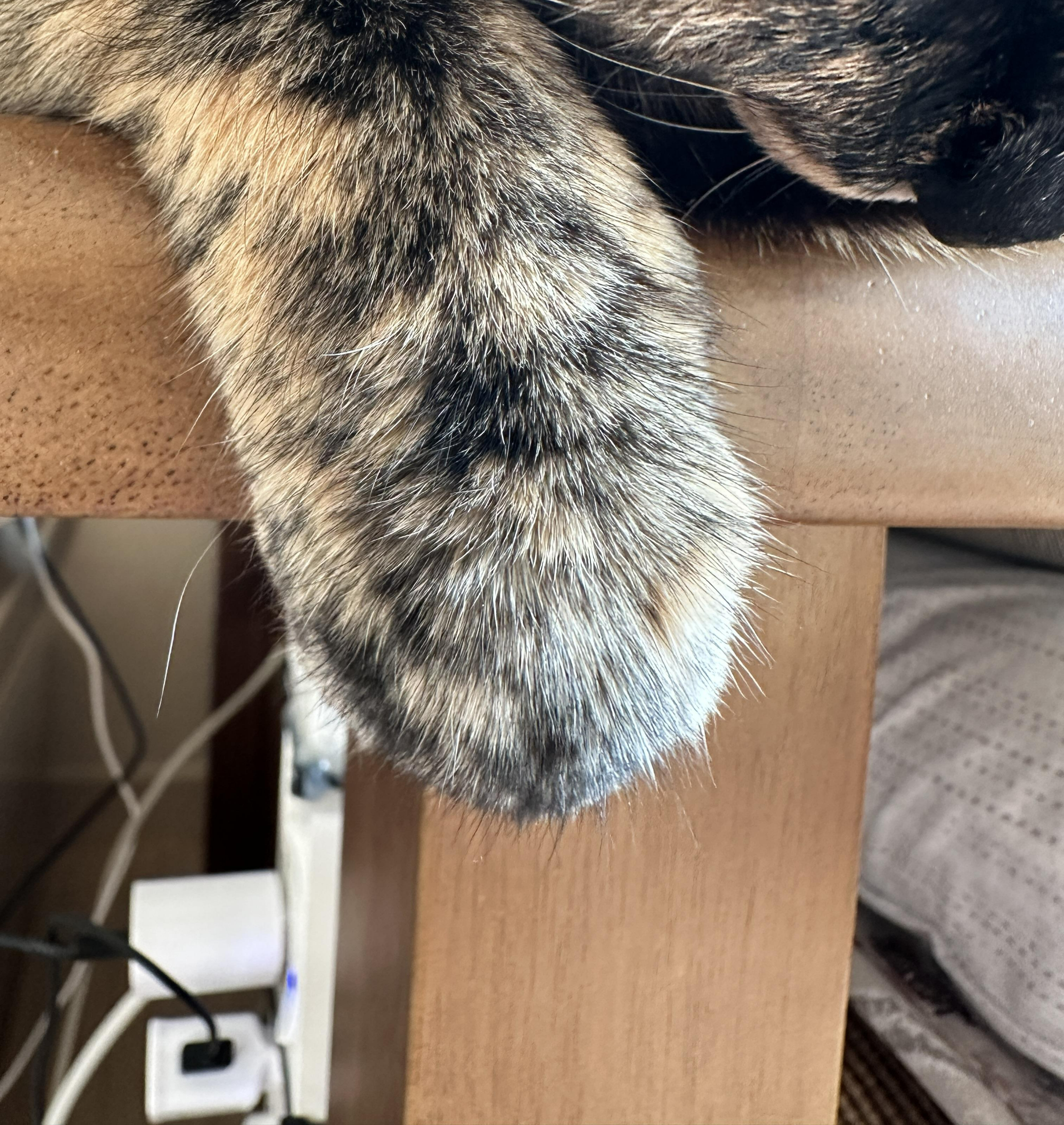 카오스고양이_사랑이_오른쪽_앞발