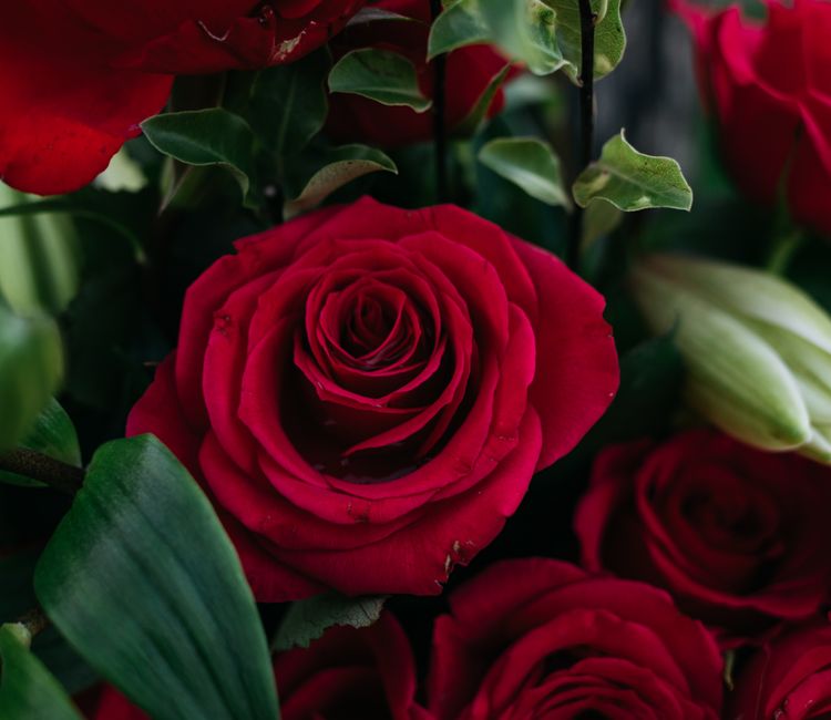 A detailed close-up of blooming red roses surrounded by lush green foliage.