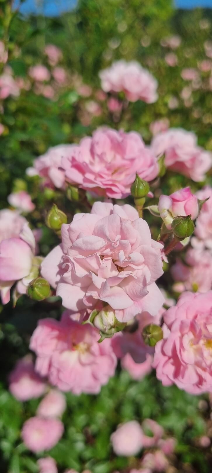 2025 중랑 서울 장미축제 기간 일정 가는길