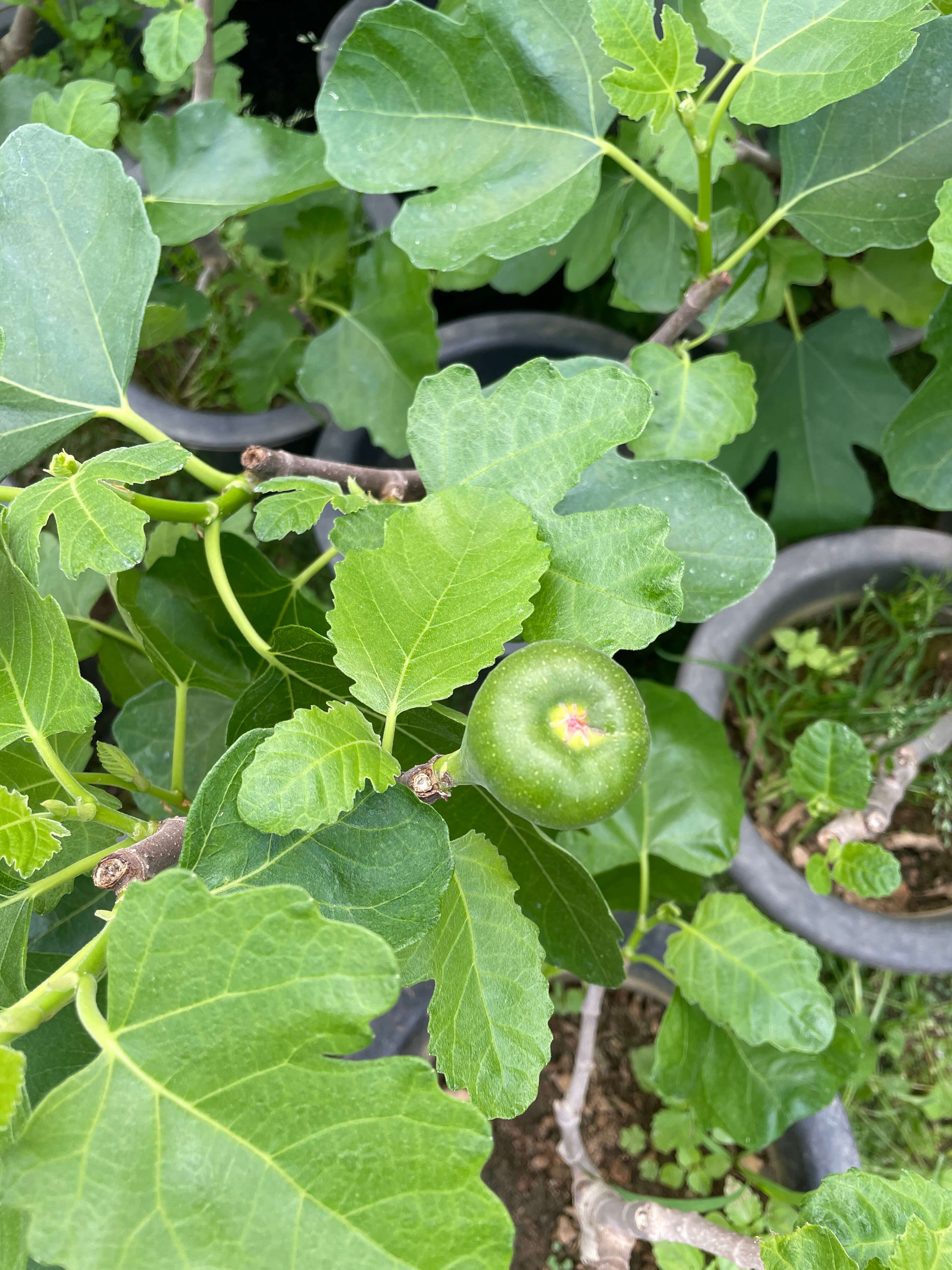 무화과열매 묘목 나무 키우는 방법