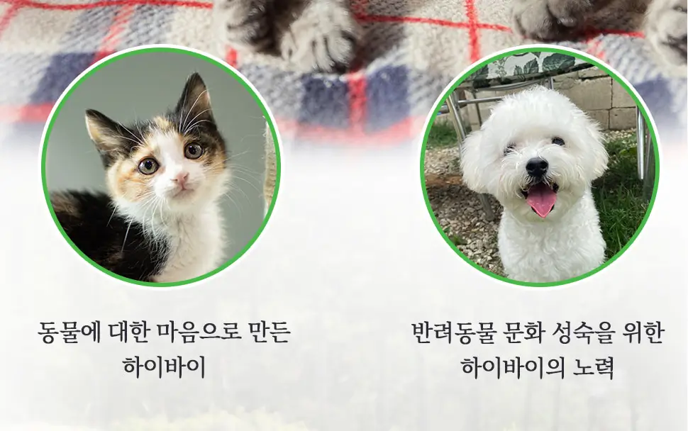 하이바이분양소에서 강아지 고양이 입양하는 방법