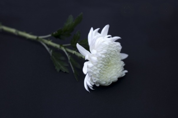 부고 위로 문자