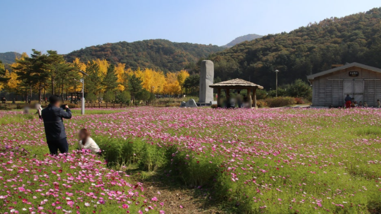 괴산 문광저수지 은행나무길