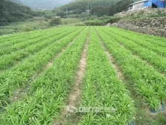 삼채 재배 모종 활착 통풍 확보 잎 수확 반복_3