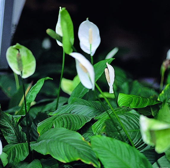 산세베라아 흰색꽃