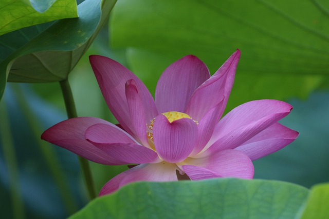 세미원 연꽃문화제 개화시기