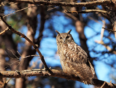 덕유산 솔부엉이