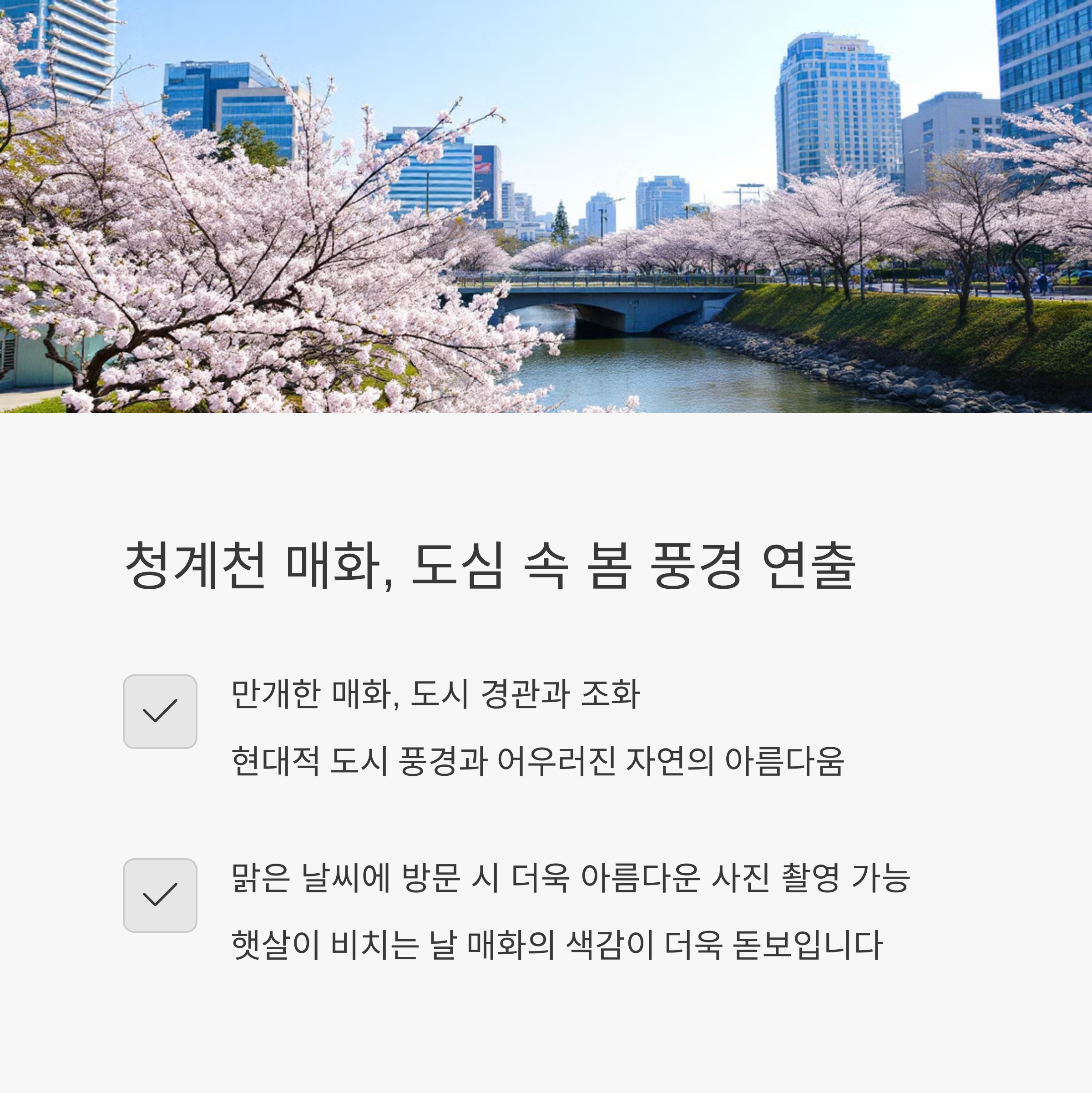 청계천 매화 정보