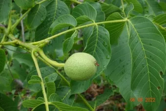 호두 재배 순 지르기 수분 수정 고온 피해 예방_9