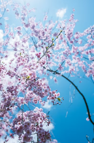 제주 벚꽃 명소 및 2026 개화 시기 가이드