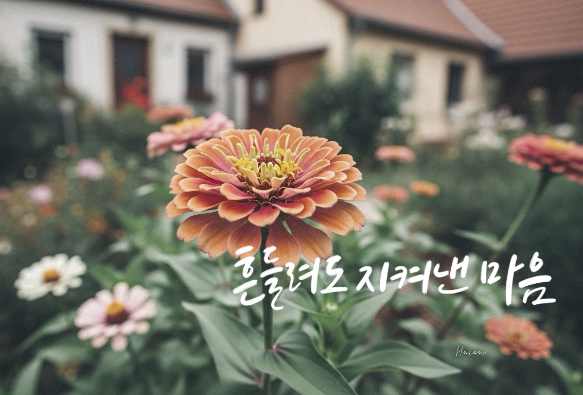 색상별 백일홍 꽃말과 감성 캘리그라피 문구 60선