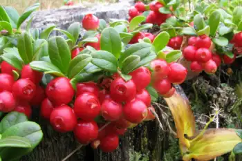 링곤베리 효능 및 영양소, 가격