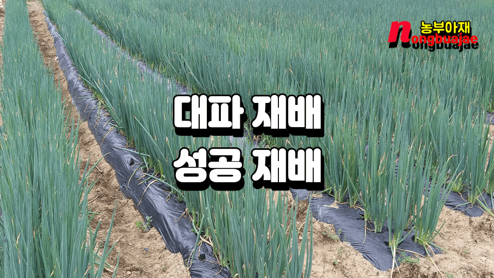 대파재배 성공재배