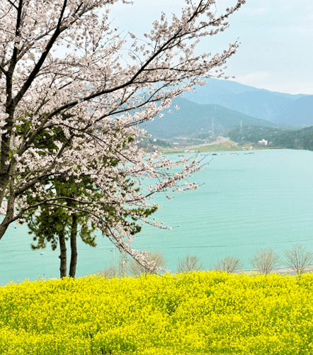 호수와 벚꽃, 유채꽃이 보이는 풍경
