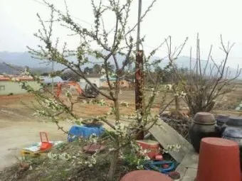 체리 재배 수분수 선택 전정 시기 열매 갈라짐 예방_15