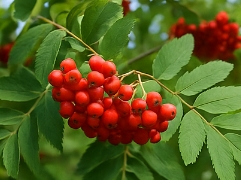 마가목 효능