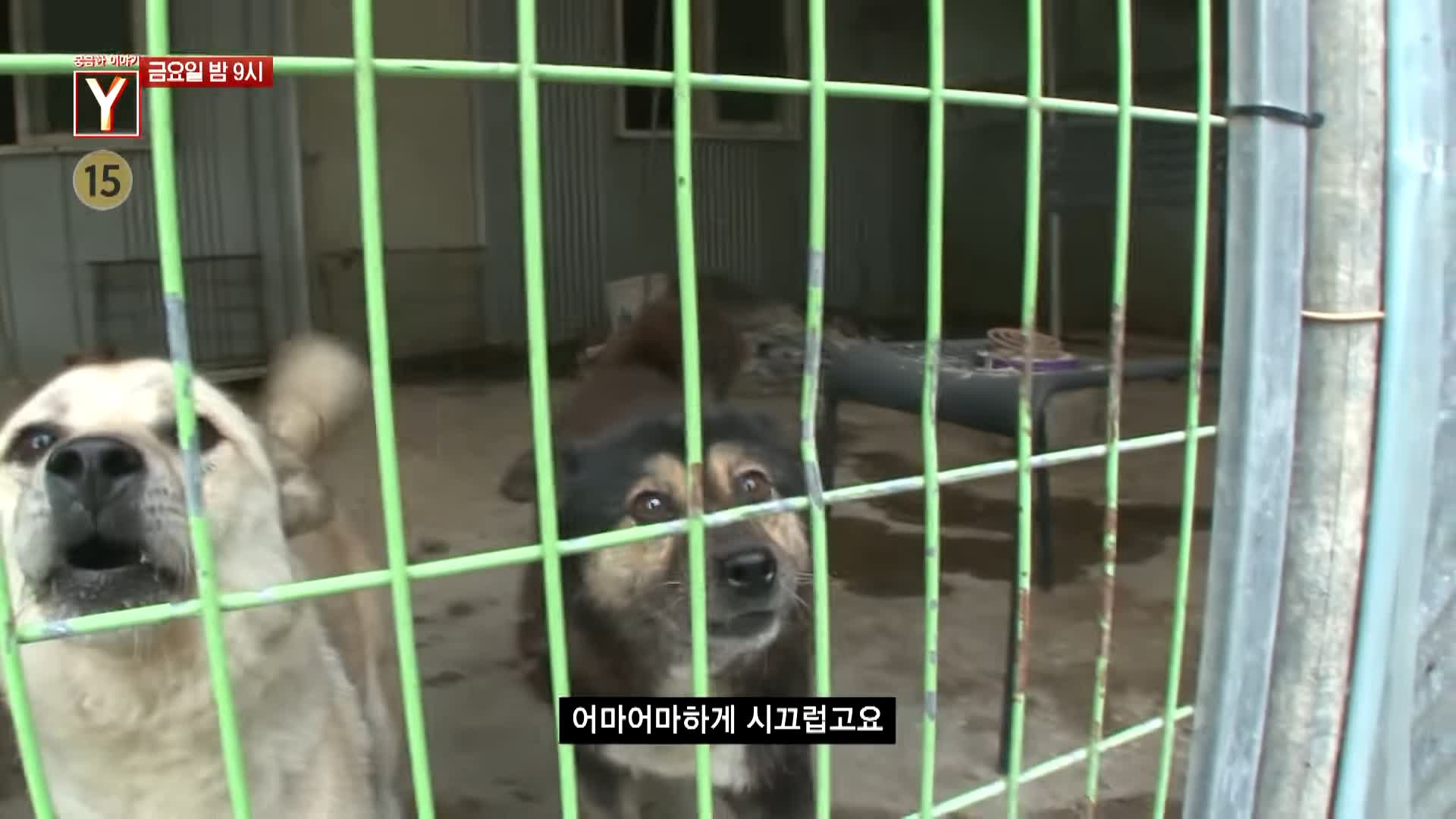 궁금한 이야기 와이 공포에 휩싸인 산골 마을 할머니는 왜 수십 마리의 개들과 위험한 동거를 계속하나