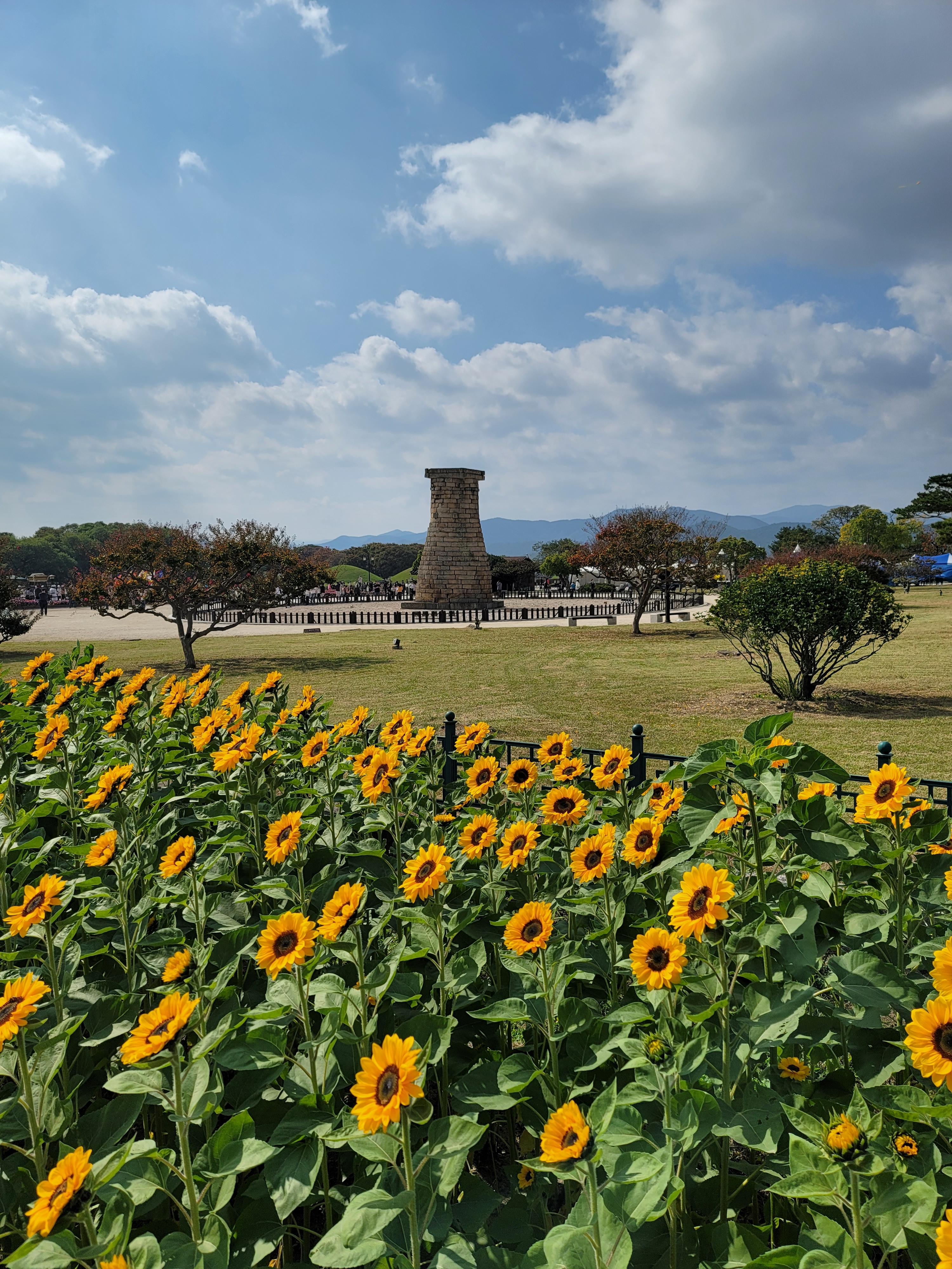 경주 첨성대 해바라기 모습