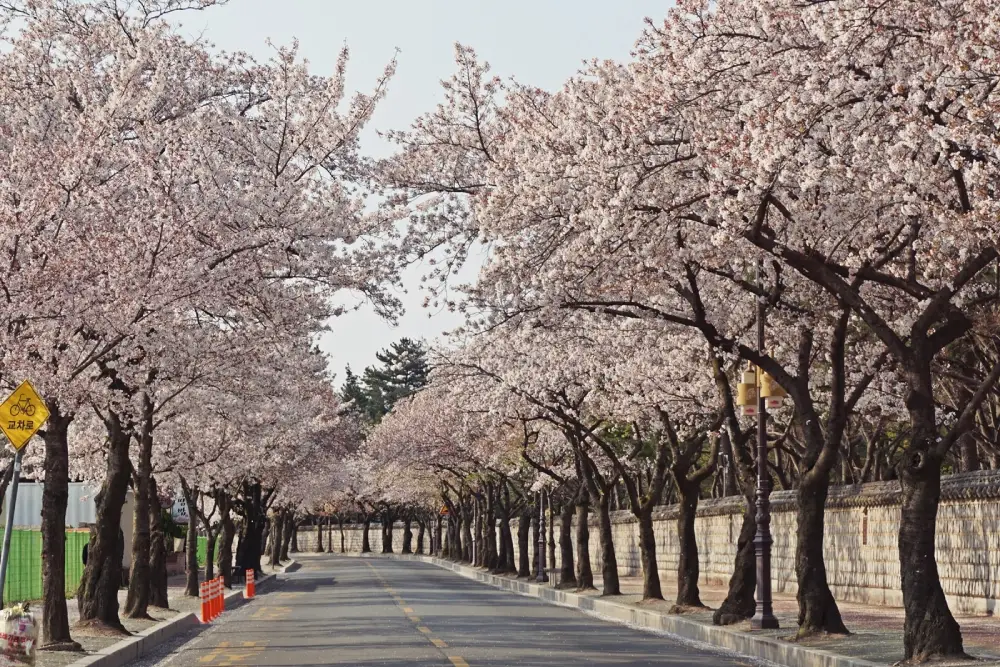대릉원 돌담길