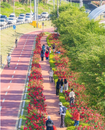 서울 장미축제 일정