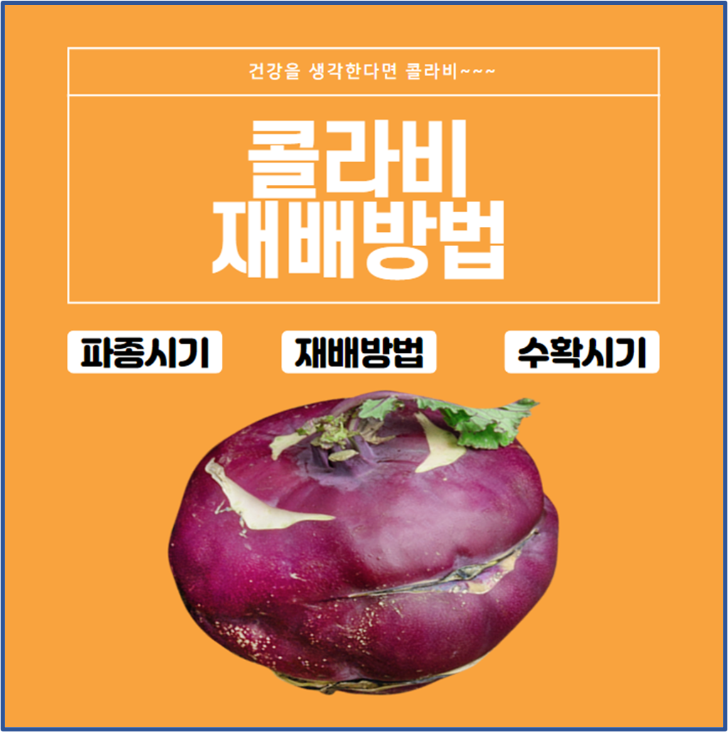 콜라비