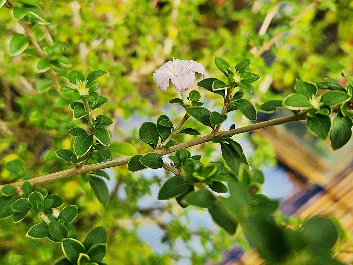 백정화