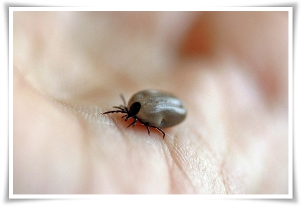 &quot;진드기&quot; 야외 활동의 숨은 적, 안전한 야외 활동을 위한 가이드!