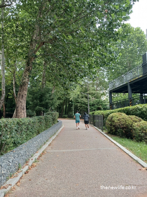 Two people walking on a forest path surrounded by tall trees and green hedges./ 키 큰 나무와 초록 울타리로 둘러싸인 숲속 길을 걷는 두 사람.