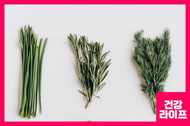 비염에 좋은 약초 종류