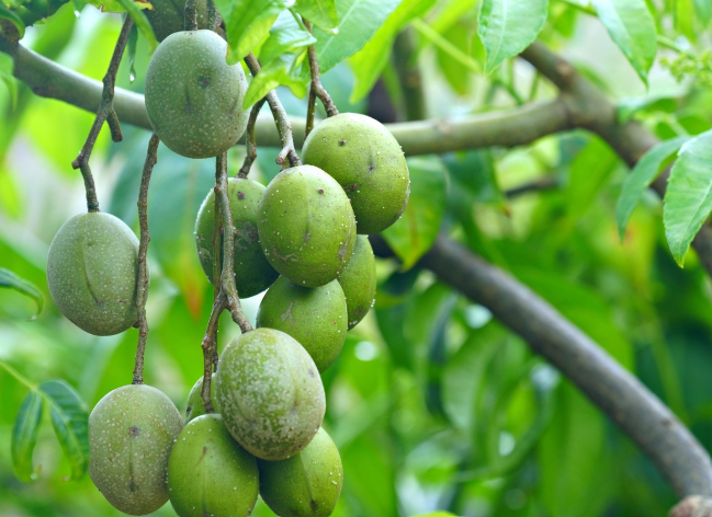 순천 매실 수확 체험행사 (매실의매력,가는법)