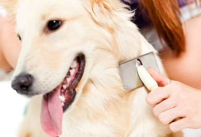 개의 피부가 붉어지는 이유.