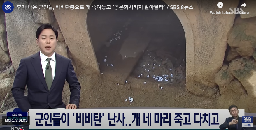 김포 83대대 해병대 비비탄 강아지 사건 정리 탄원서 서명 운동 청원 방법 링크 총정리 1