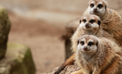 기초생활수급자-자격요건