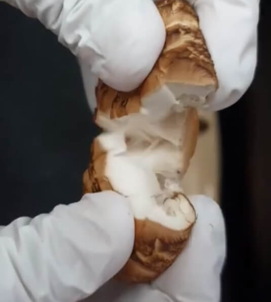 오늘N 가족이 뭐길래 솔향 가득 자연이 키운 마니네농장 유기농표고버섯