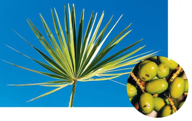 쏘팔메토의-효능