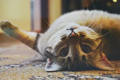 고양이 꿈해몽