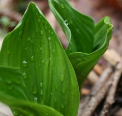 명이나물 효능 부작용 고르는법 영양성분 먹는법