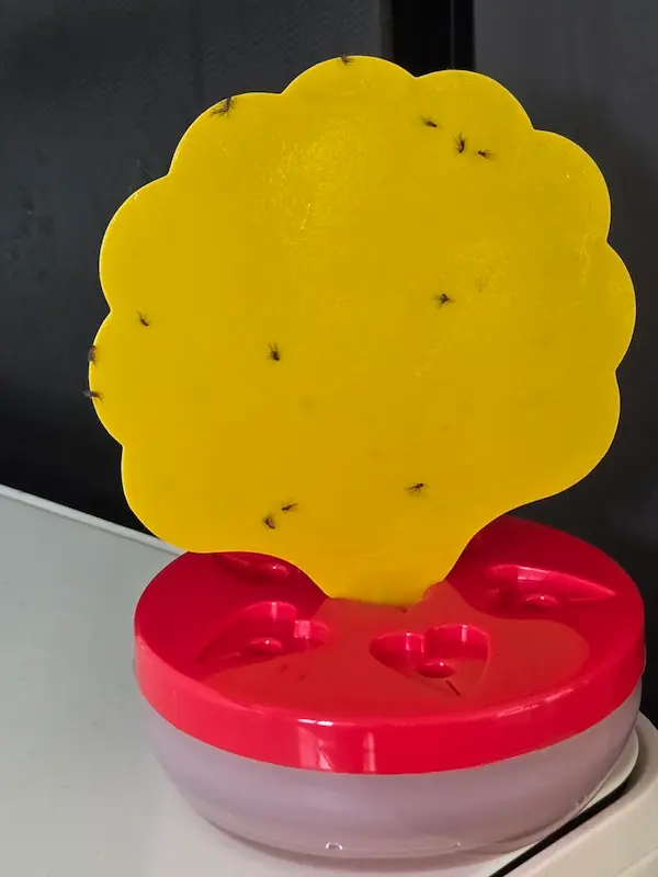 초파리 없애는 방법, 초파리 트랩 퇴치법 생기는 이유 트랩 만들기