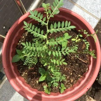 병아리콩 재배 따뜻한 흙 파종 관리 물 절약_6