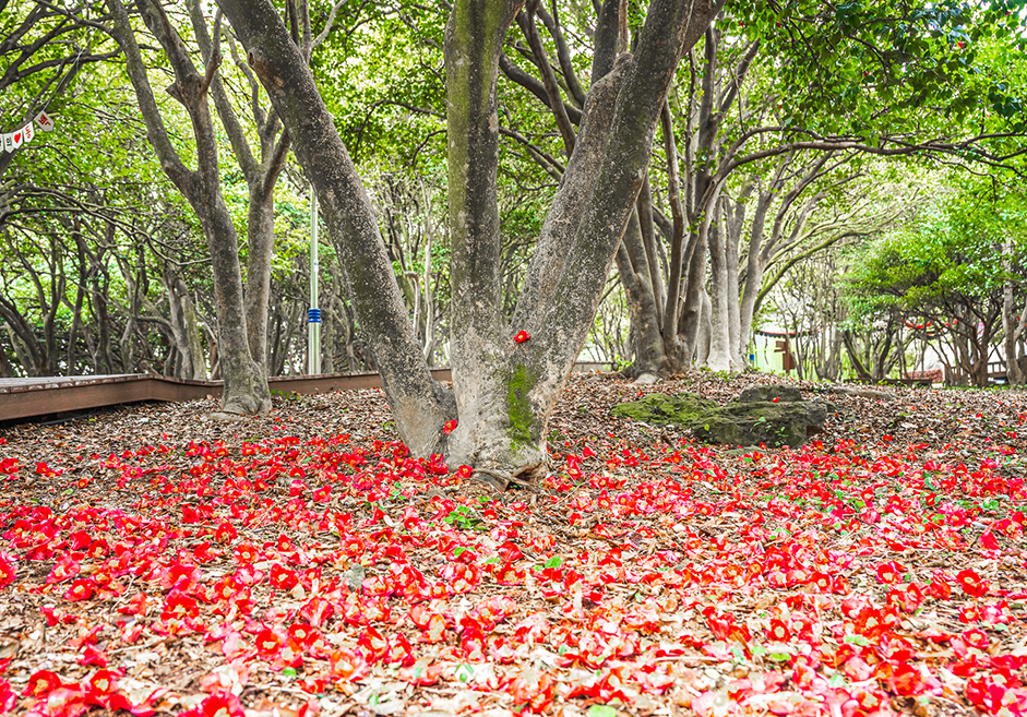 한려해상국립공원 (오동도)