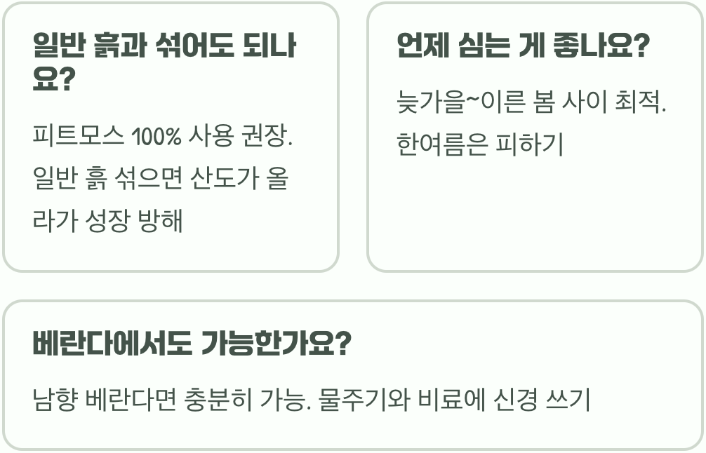 블루베리묘목 키우기 A to Z, 묘목 선택부터 심기까지